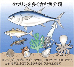 サバやカキ…魚介類に豊富