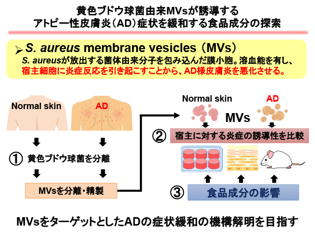 黄色ブドウ球菌由来MVsが誘導するアトピー性皮膚炎（AD）症状を緩和する食品成分の探索